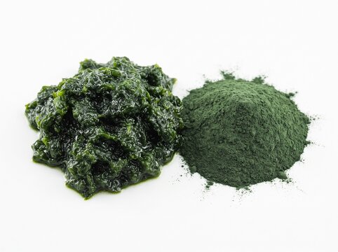 Fresh Chlorella Microalgae Biomass and Powder Isolated on White Background &ndash; Green Functional Superfood Ingredient