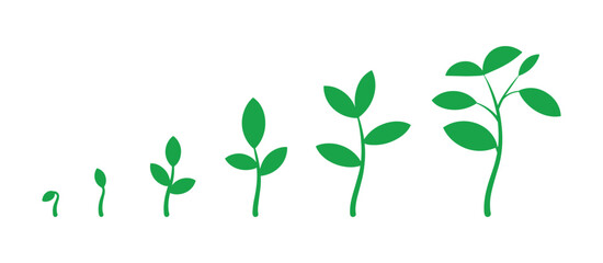 Obraz premium Stages of Growth. A visual representation of plant growth, showcasing the progression from a tiny sprout to a mature seedling with multiple leaves and branches.