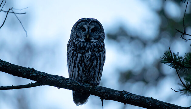 Majestic Barred Owl Perched on a Mossy Tree Branch in a Serene Forest Setting