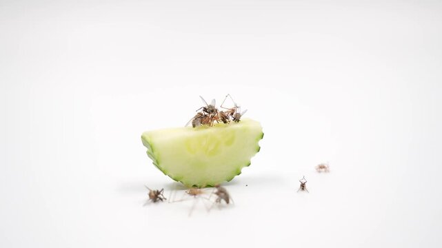 Close-up housefly eating cucumber on white background. Fly or housefly looking for food. Flies are carriers of various diseases such as food poisoning, dysentery, cholera.