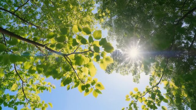 Bright Summer Sun Shining Through Green Tree Canopy Loop