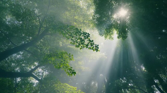 Sun Rays Through Misty Green Forest Canopy Loop