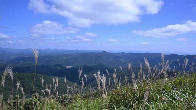 ススキが揺れる秋の青空のタイムラプス