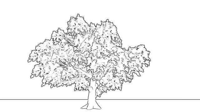 Hand Drawn Sketch Full Tree Line Art White