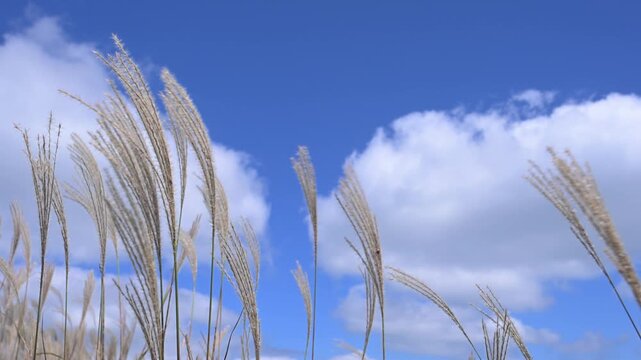 秋晴れの空とススキ