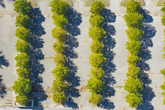 Aerial view of a parking lot with rows of green trees casting long shadows on the asphalt surface in Arezzo, Tuscany, Italy.