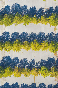 Aerial view of rows of trees casting long shadows over a paved parking lot in Arezzo, Tuscany, Italy.
