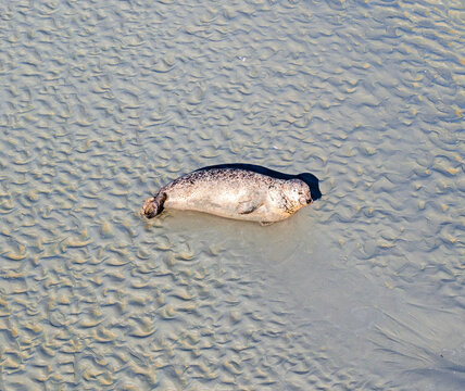 Aerial view of a seal resting on the rippled sandy tidal flats of the Baie de Somme in Saint-Valery-sur-Somme, Hauts-de-France, France.