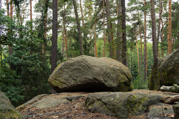 Massive natural rock boulder resting in a green pine forest © Tom