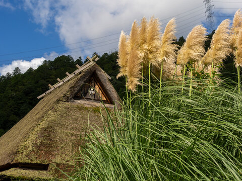 シロガネヨシが風に靡く秋の美山かやぶきの里