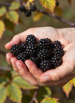 Captures Close Of Human Hand Filled With Ripe Dark Colored Blackberries To Adult Signs Handling Berries As Presence Juice On Fingers