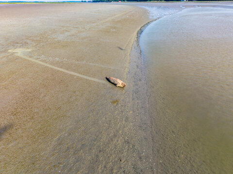 Aerial view of a seal resting on the mudflats of the Baie de Somme, Saint-Valery-sur-Somme, Hauts-de-France, France.