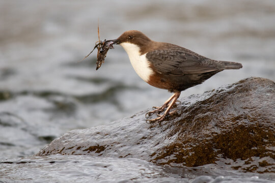 White-throated dipper / Wasseramsel (Cinclus cinclus)