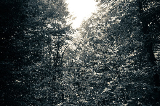 Bosque en blanco y negro como base de textura abstracta