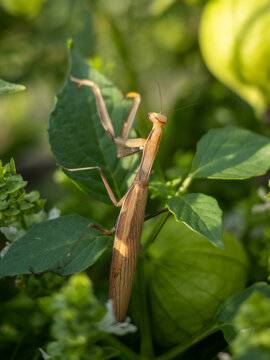 A brown praying mantis perched on a vibrant green leaf
