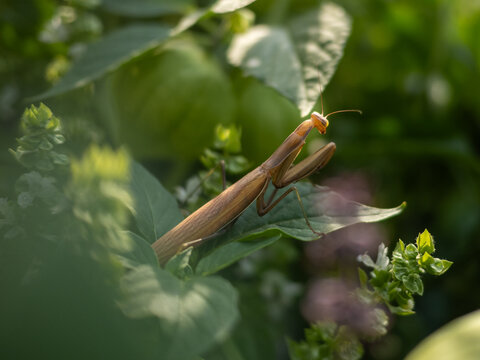 Brown praying mantis resting on a green leaf in a garden