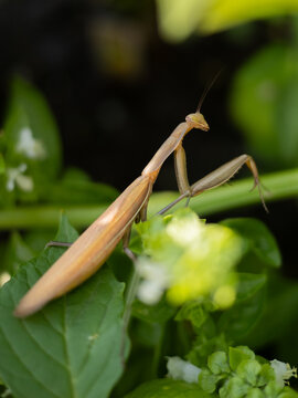Brown praying mantis resting on bright green leaves