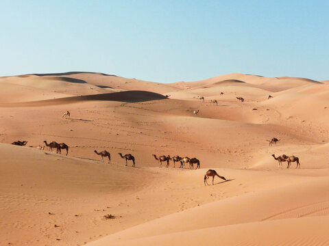 A large herd of camels walking across desert sand dunes
