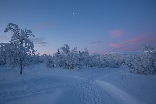 Snow covered forest landscape at dusk with crescent moon