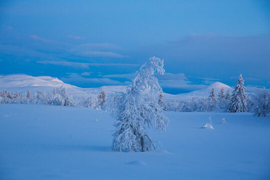 A lone snow covered tree in a vast winter landscape