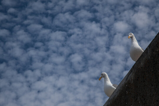 Two seagulls perched against a mottled blue sky