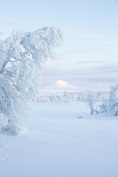 A serene winter scene with frosted trees and a distant mountain