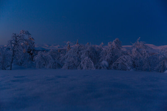 Snow covered trees and mountains at blue hour