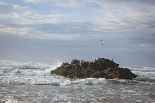 Seagulls rest on a rock formation as ocean waves crash