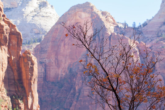 Autumn leaves clinging to branches in a desert canyon