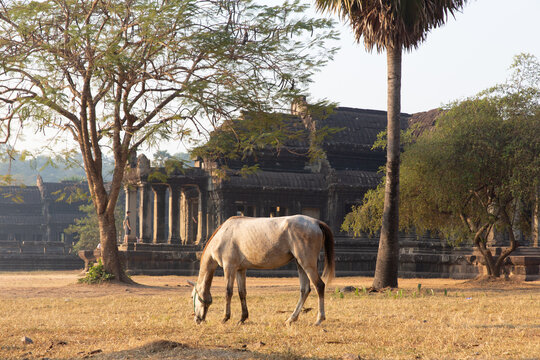 White horse grazes in a field near Angkor Wat temple