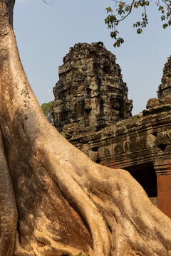 Giant tree roots growing over ancient stone temple ruins in Cambodia