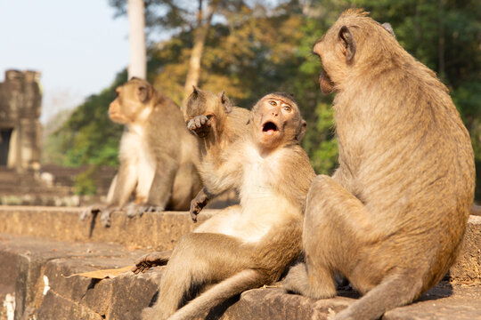 Surprised macaque monkey makes a funny face in its troop