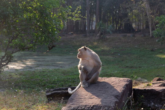 Long tailed macaque monkey sitting on a stone in sunlight