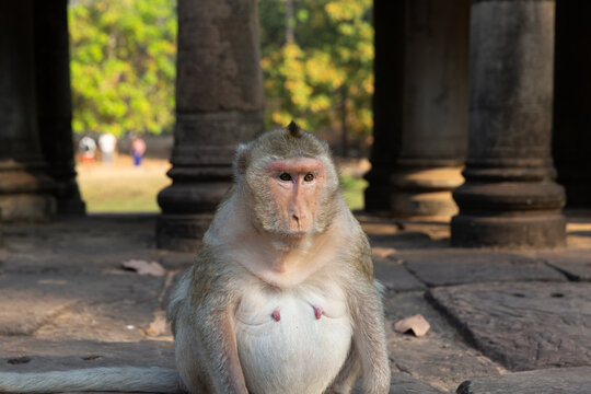 Macaque monkey with a small mohawk sitting at a temple in Cambodia