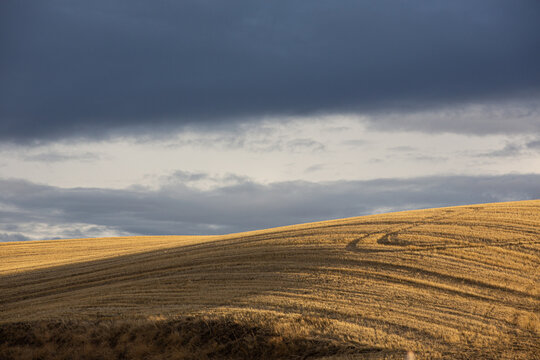 Rolling golden field under a dramatic dark stormy sky