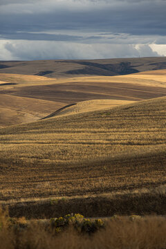 Golden light over harvested rolling wheat fields