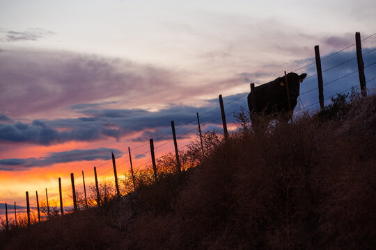 Black cow silhouetted on a rural hillside at sunset