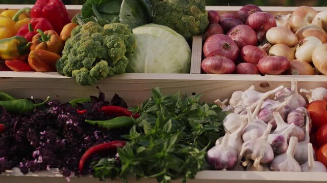 Fresh organic vegetables harvested in wooden crates outdoors during a sunny day.