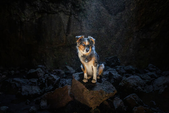 Blue eyed Australian Shepherd sits in a dusty cave