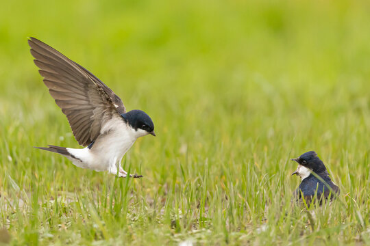 Western house martin / Mehlschwalbe (Delichon urbicum)
