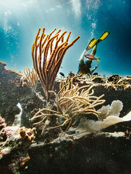Snorkeler explores a vibrant coral reef underwater