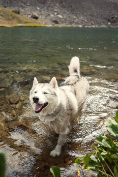 Happy Siberian Husky dog wading in a mountain lake