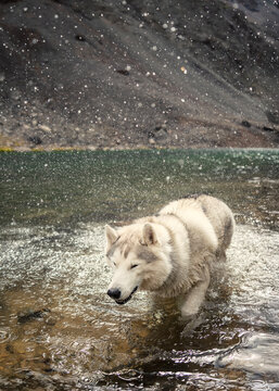 Wet husky dog shakes dry in a mountain lake