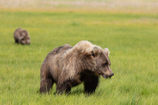 Grizzly bear sow and cub graze in a green meadow
