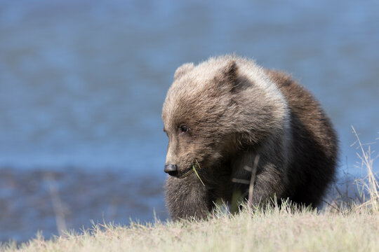Cute grizzly bear cub grazing on a grassy riverbank