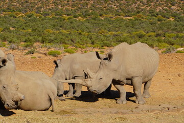 A striking wildlife photograph of three rhinoceroses standing together in a dry, open landscape. An adult rhino is accompanied by a smaller young rhino, while another adult stands nearby. Behind them, © Roberto