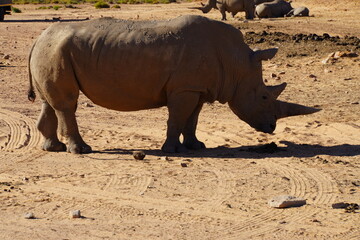 A striking wildlife photograph of three rhinoceroses standing together in a dry, open landscape. An adult rhino is accompanied by a smaller young rhino, while another adult stands nearby. Behind them, © Roberto