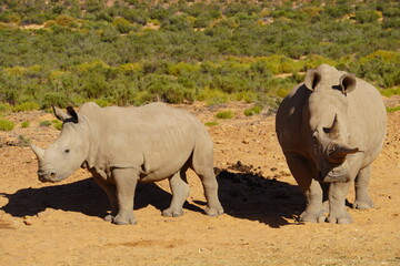A striking wildlife photograph of three rhinoceroses standing together in a dry, open landscape. An adult rhino is accompanied by a smaller young rhino, while another adult stands nearby. Behind them, © Roberto
