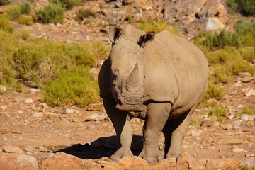A striking wildlife photograph of three rhinoceroses standing together in a dry, open landscape. An adult rhino is accompanied by a smaller young rhino, while another adult stands nearby. Behind them, © Roberto