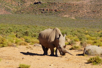 A striking wildlife photograph of three rhinoceroses standing together in a dry, open landscape. An adult rhino is accompanied by a smaller young rhino, while another adult stands nearby. Behind them, © Roberto